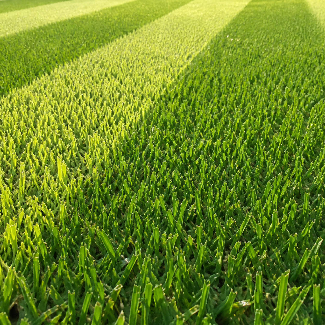 Freshly cut Florida lawn with professional mowing stripes
