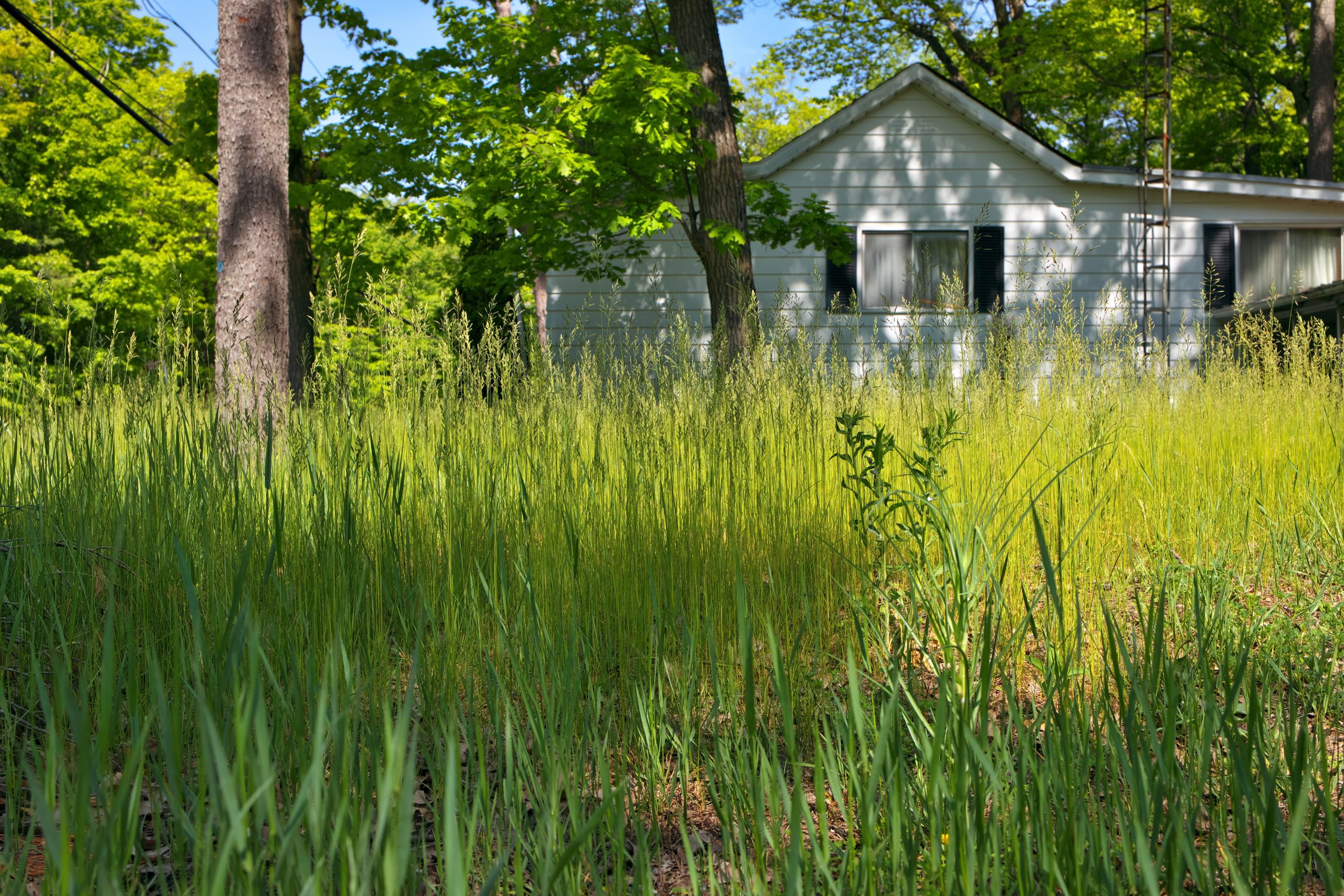 Overgrown lawn needing last-minute mowing in North Port or Port Charlotte